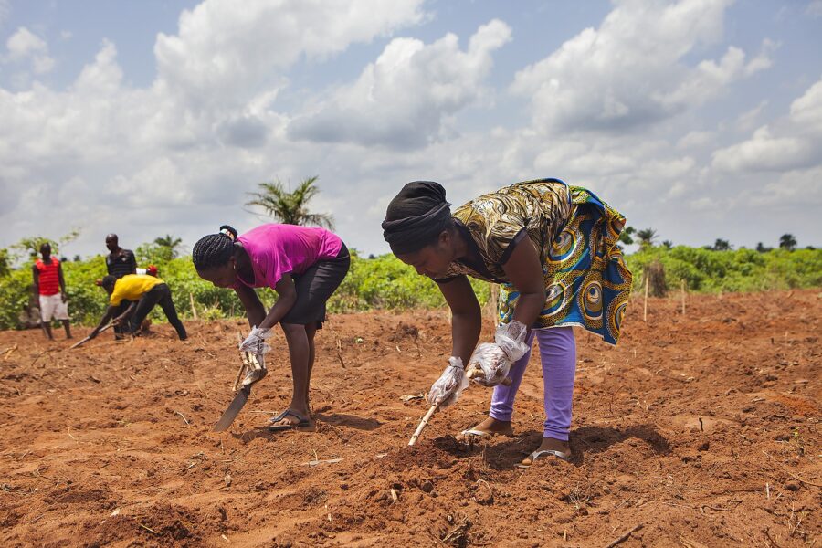 29 April 2015, Ubulu - Uku, Delta State, Nigeria. Justina Okocha a member of cassava farmers association in Ubulu - Uku is planting cassava stems at the cassava demo plots in Ubulu - Uku, delta state.