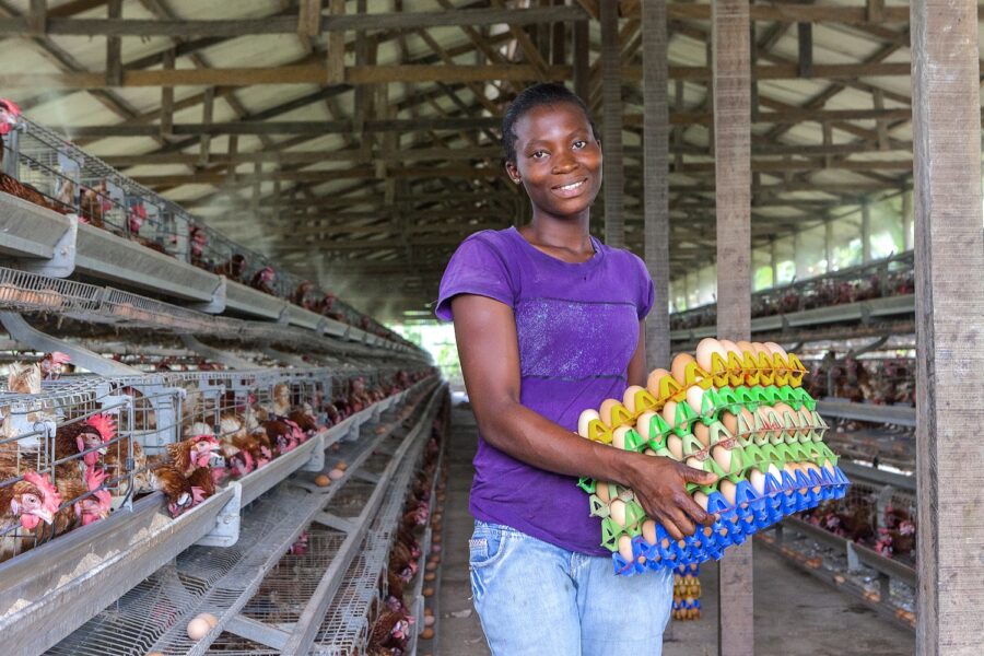 1/5/2015, Warri, Delta state, Nigeria.
Workers of Vivoch farm, collecting eggs from the poultry.